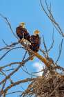 USA, Colorado, Fort Collins. American bald eagles and nest. Art Print
